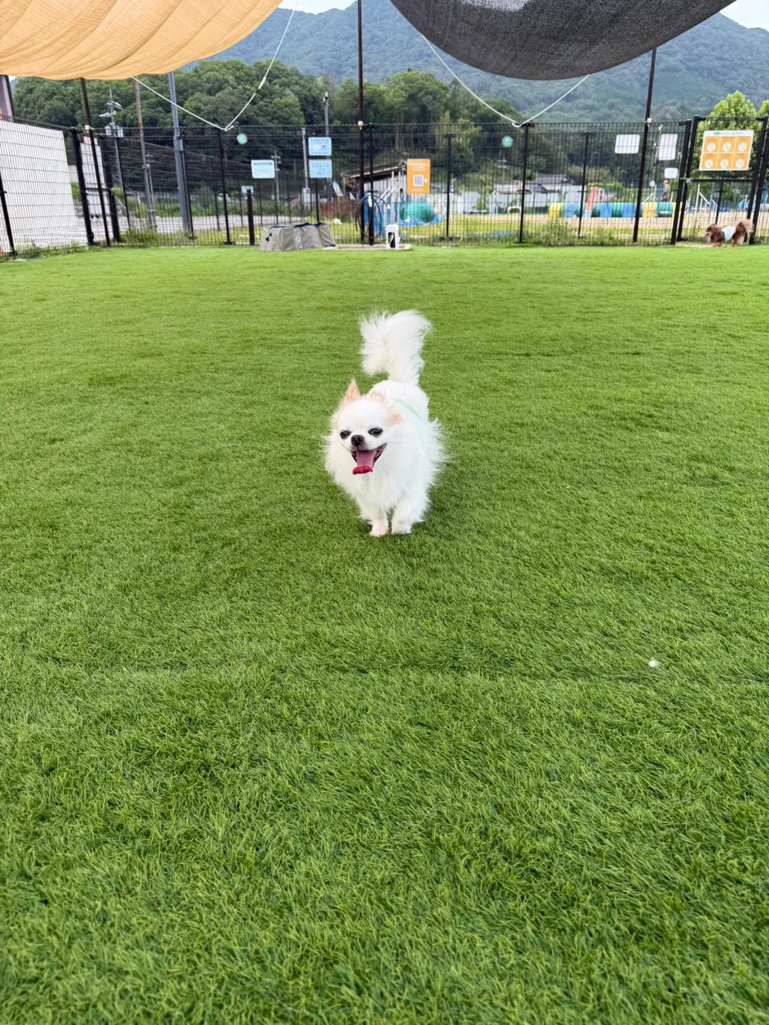 ドッグランで遊ぶわんちゃん