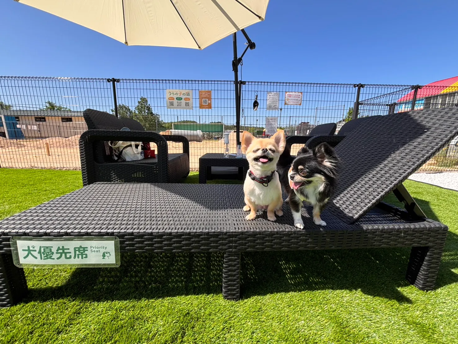 ドッグランで遊ぶわんちゃん