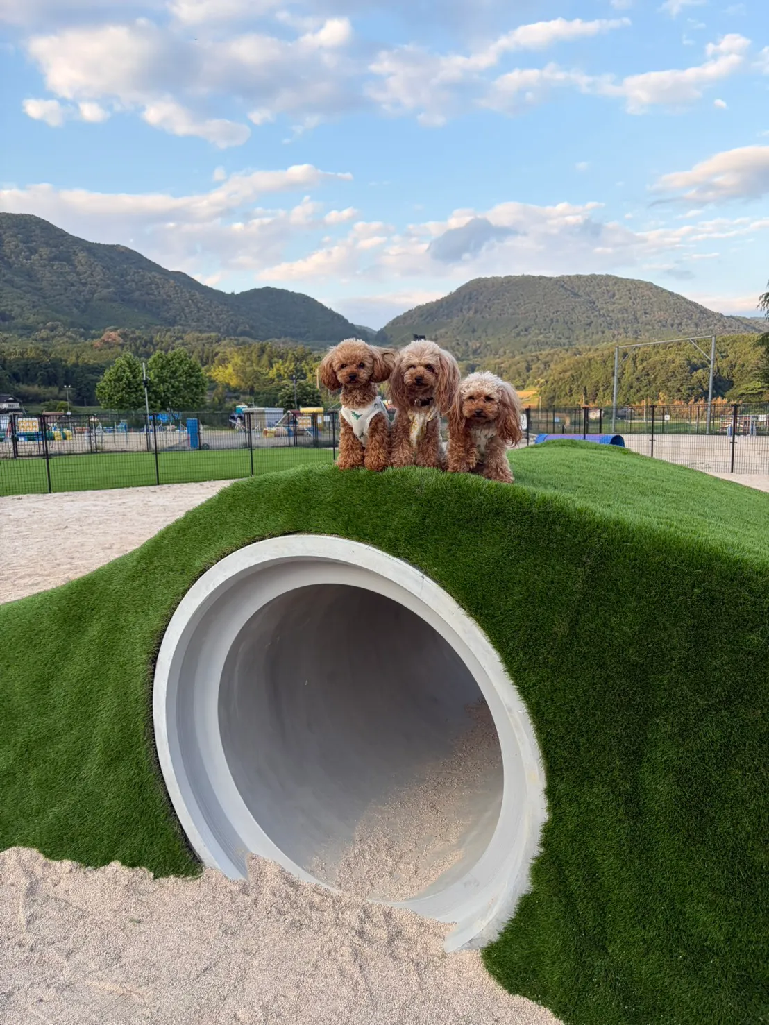 ドッグランで遊ぶわんちゃん