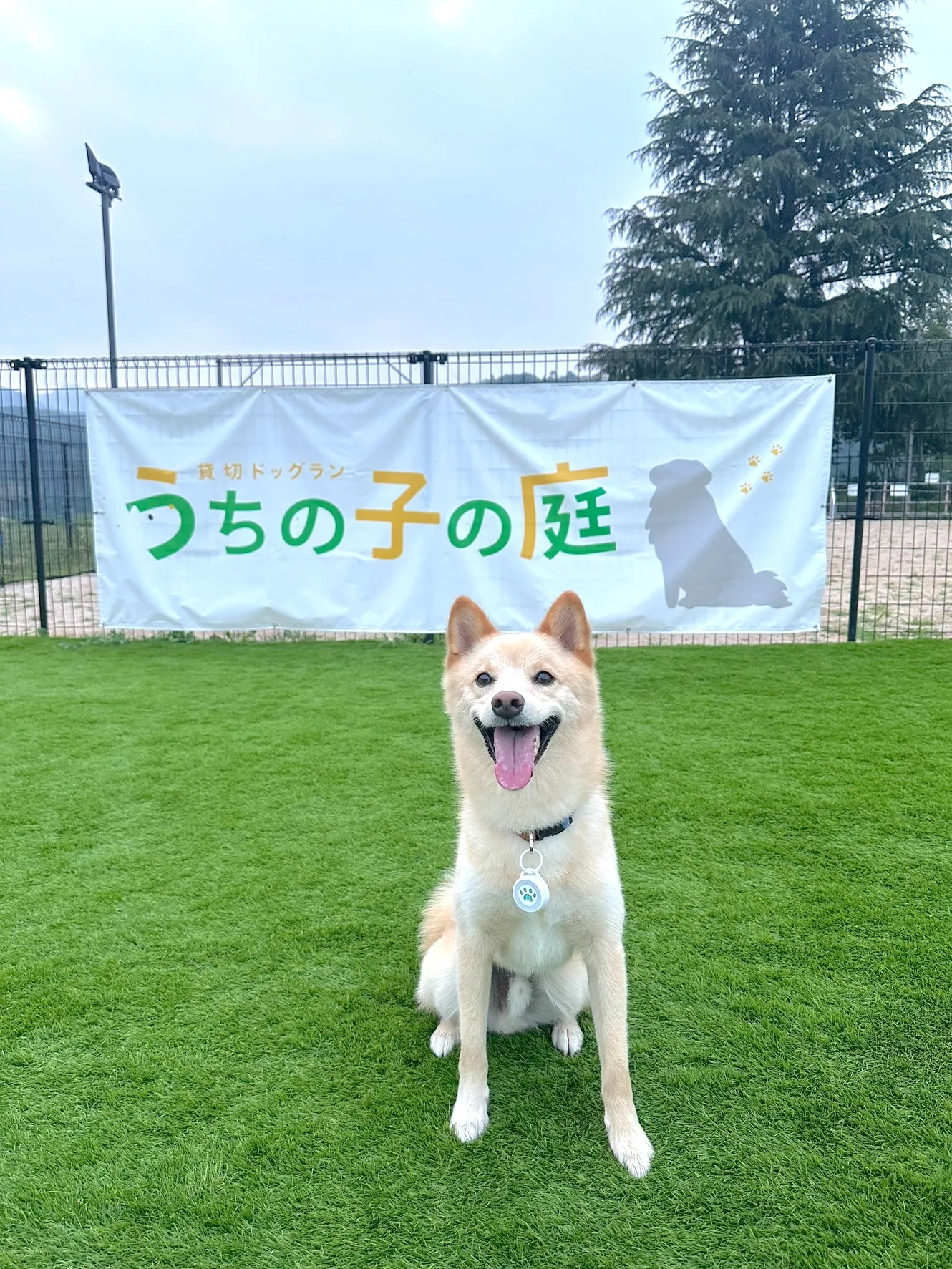 ドッグランで遊ぶわんちゃん