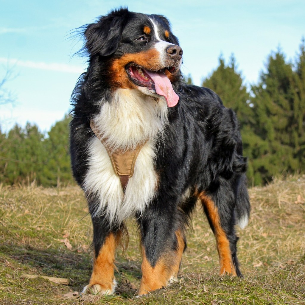 大型犬